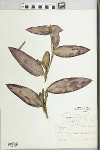 Zebrina pendula image