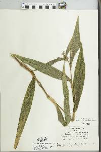 Tradescantia subaspera image