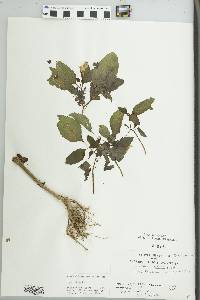 Impatiens pallida image