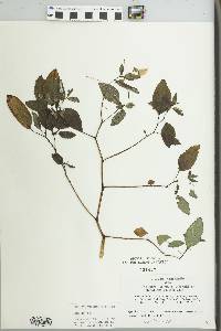 Impatiens pallida image