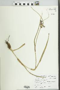 Tradescantia ohiensis image