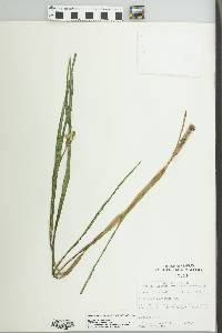 Tradescantia ohiensis image
