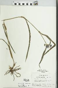 Tradescantia ohiensis image