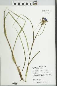 Tradescantia ohiensis image