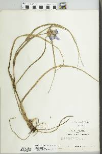 Tradescantia ohiensis image