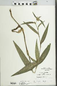 Tradescantia subaspera image