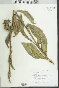 Silphium integrifolium var. deamii image