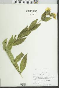 Silphium integrifolium image