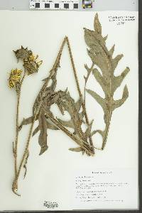 Silphium laciniatum image