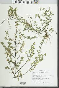 Kummerowia stipulacea image