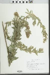 Lespedeza capitata image