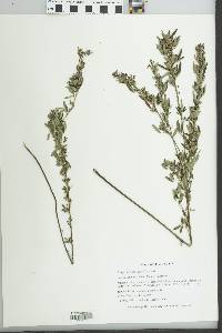 Lespedeza violacea image