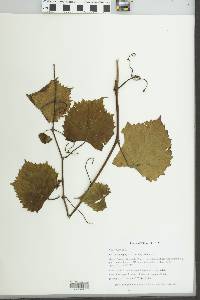 Vitis vulpina image