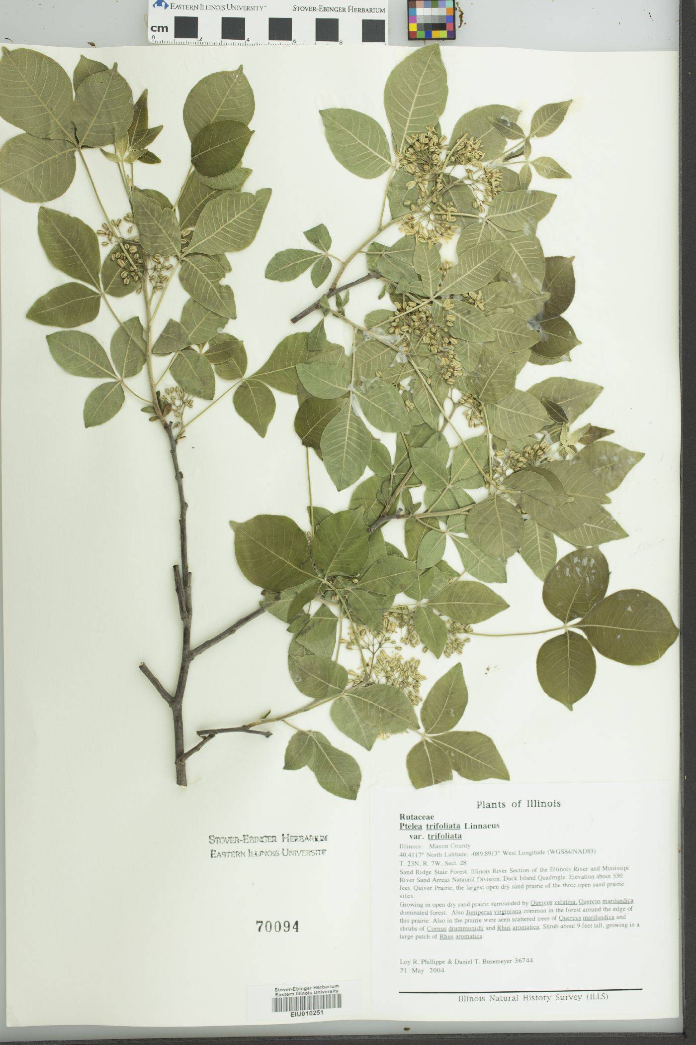 Ptelea trifoliata var. trifoliata image