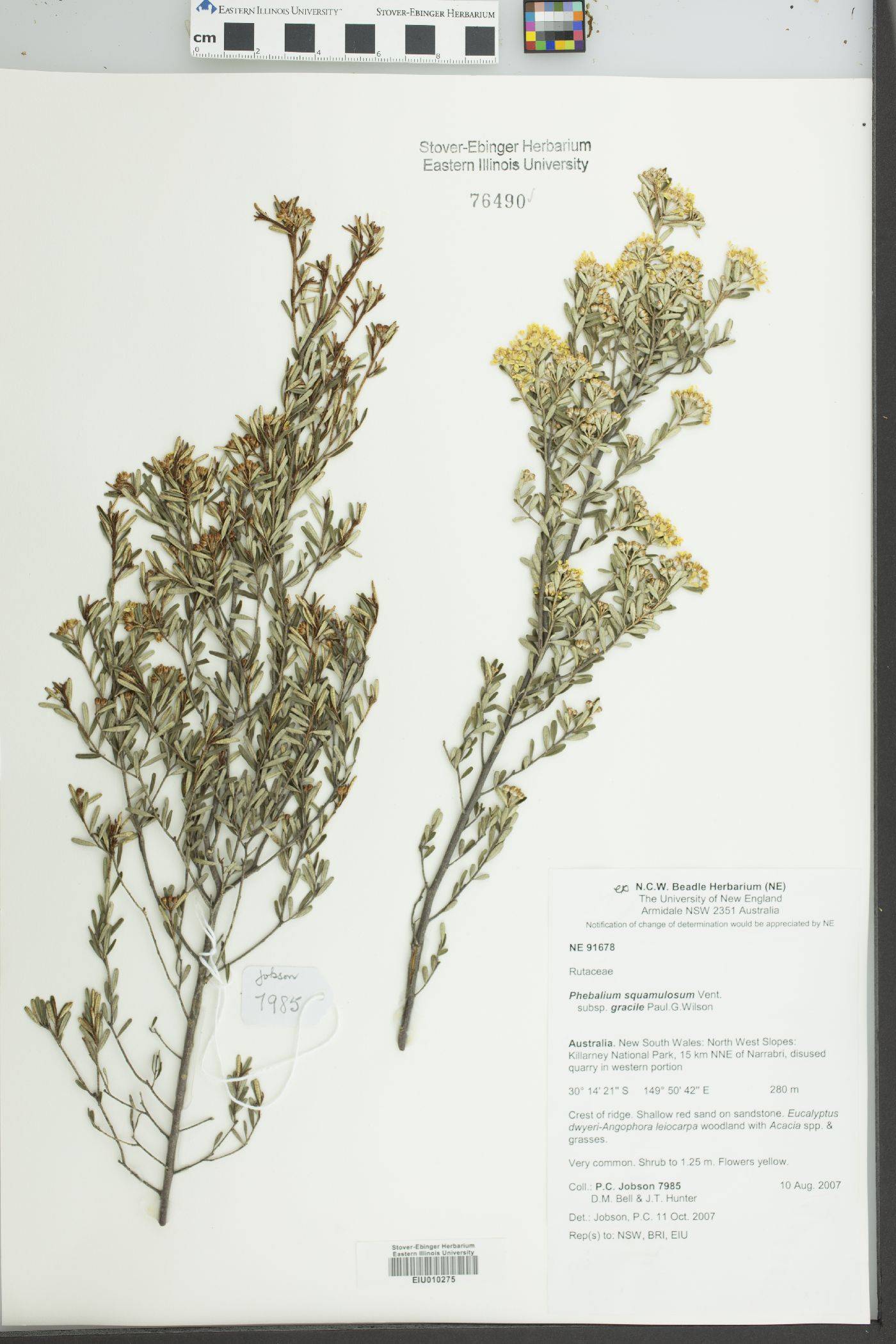 Phebalium squamulosum image