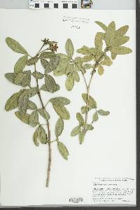 Ravenia spectabilis image