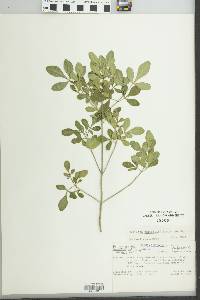 Helietta parvifolia image