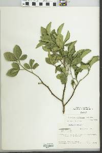 Poncirus trifoliata image