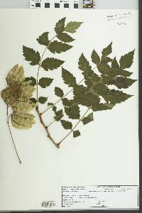 Koelreuteria paniculata image