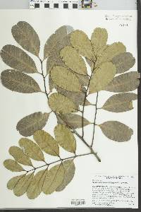 Cupaniopsis anacardioides image