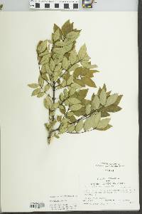 Zanthoxylum americanum image