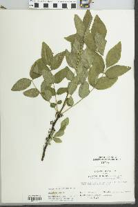 Zanthoxylum americanum image