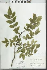 Zanthoxylum americanum image