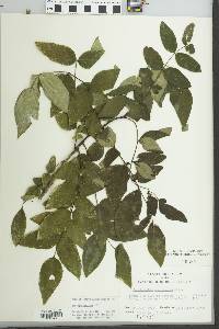 Zanthoxylum americanum image