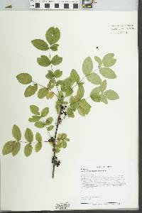 Zanthoxylum americanum image