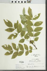 Zanthoxylum americanum image