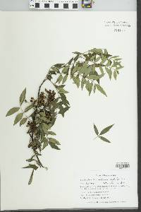 Zanthoxylum schinifolium image