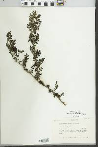 Zanthoxylum fagara image