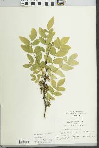 Zanthoxylum americanum image