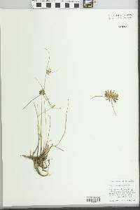 Cyperus niger image