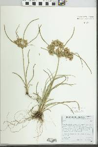 Cyperus ochraceus image