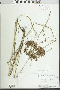 Cyperus ochraceus image