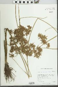 Cyperus ochraceus image