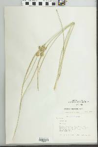 Cyperus ochraceus image