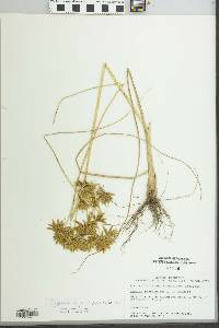 Cyperus oxylepis image