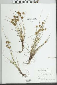 Cyperus squarrosus image