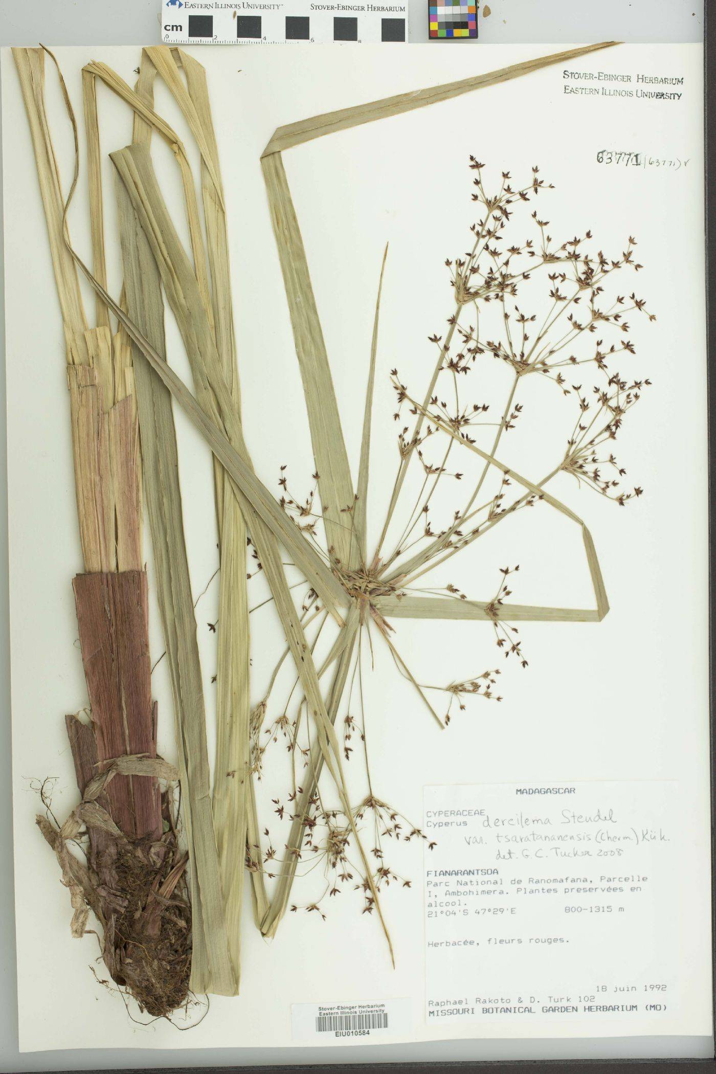 Cyperus derreilema image