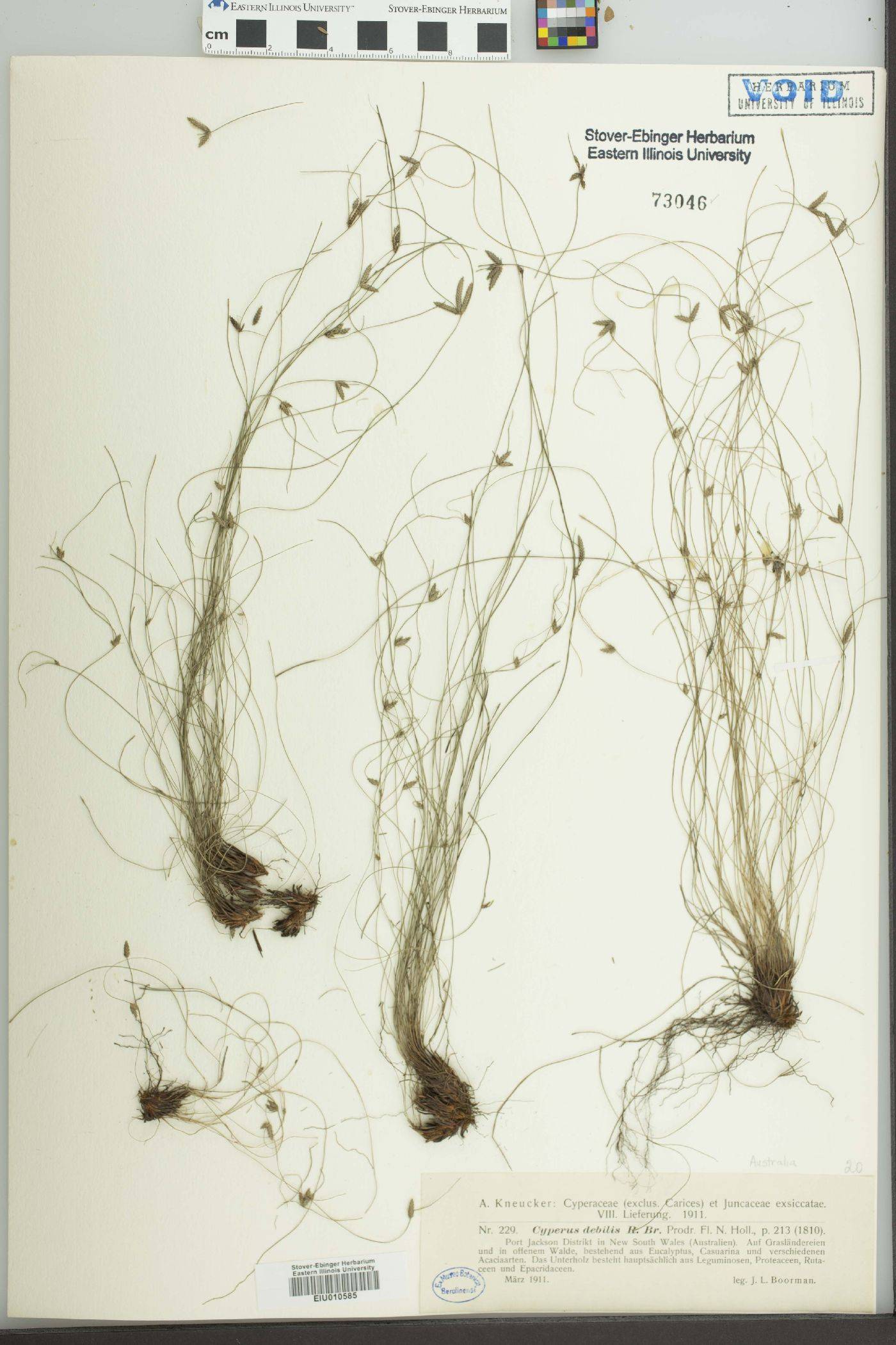 Cyperus debilis image