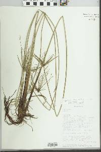 Cyperus denudatus image