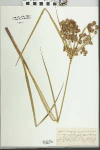 Cyperus compactus image