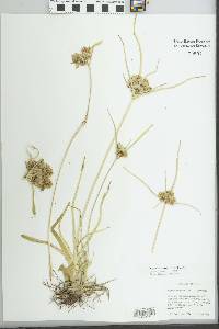 Cyperus eragrostis image