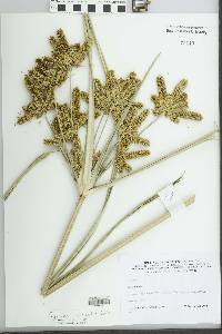 Cyperus imbricatus image