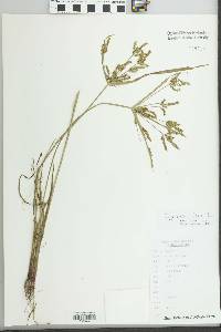 Cyperus iria image