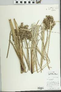 Cyperus javanicus image