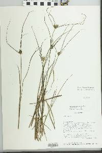 Cyperus lanceolatus image