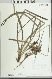 Cyperus glaucophyllus image